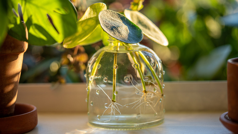 jar of plant cuttings in water that have produced roots