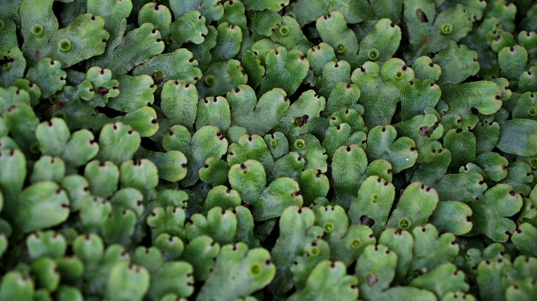 Close up of liverwort 