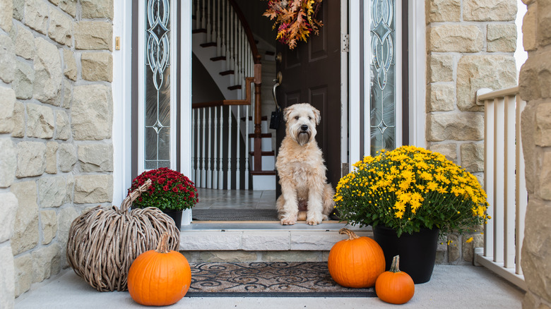 Dog on cute fall porch