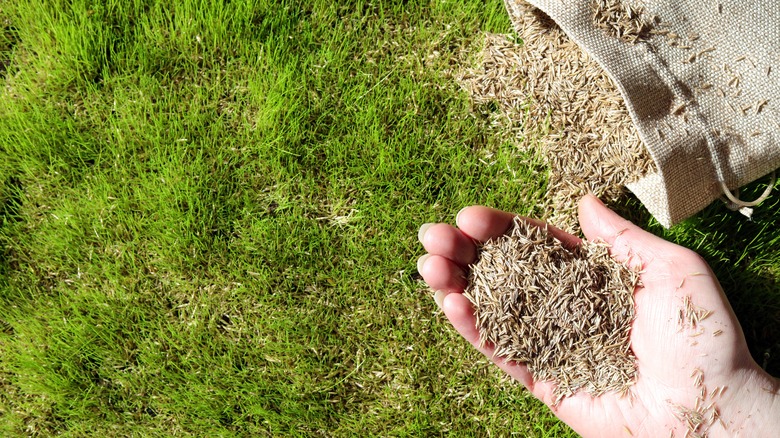 A person plants grass seeds