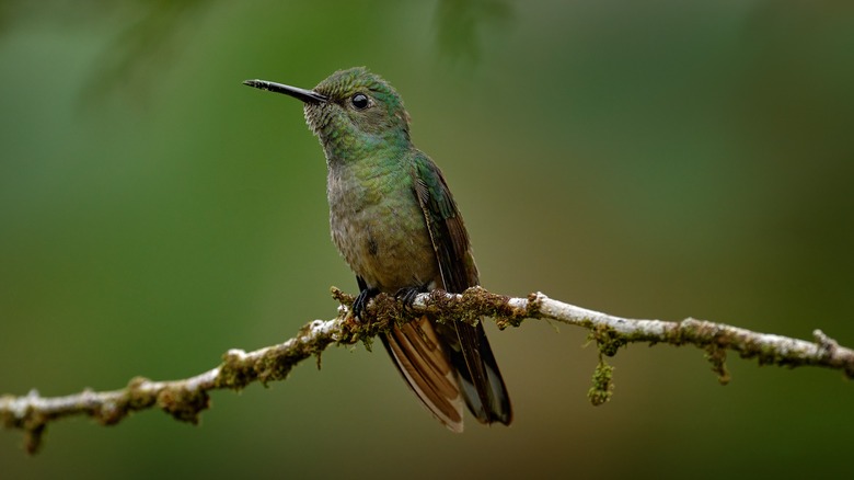 hummingbird sitting on small branch