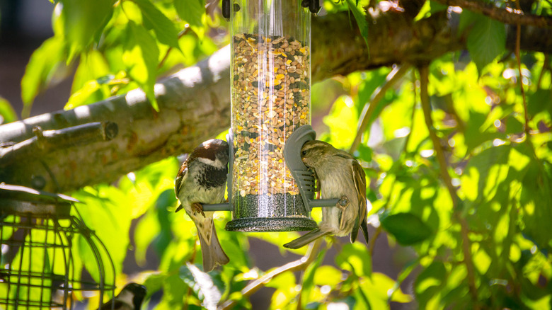 two birds eating from feeder