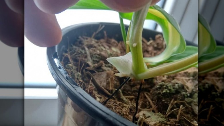 Bobby pin in plant