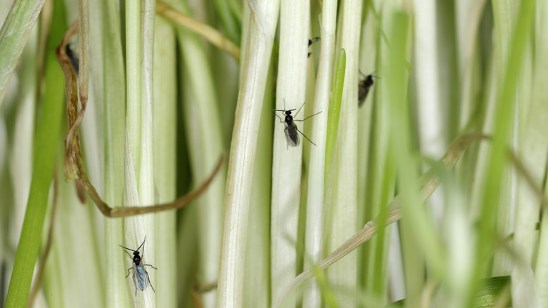 Fungus gnats on plants