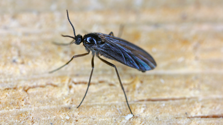 How to Get Rid of Gnats  Do-It-Yourself Pest Control
