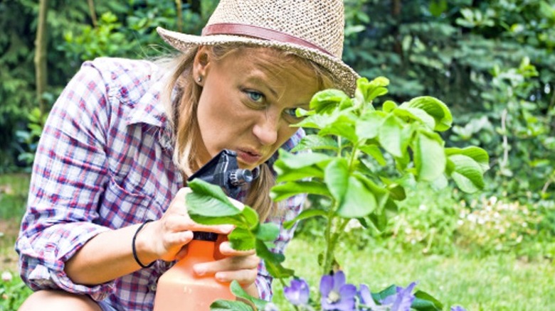 gardener spraying plant