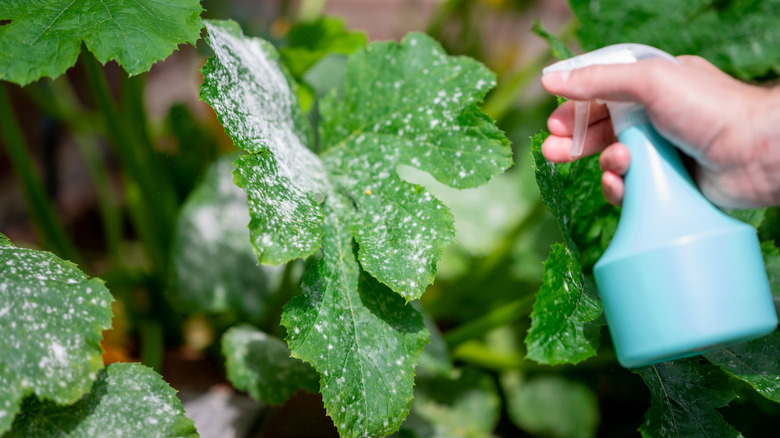 spraying for powdery mildew