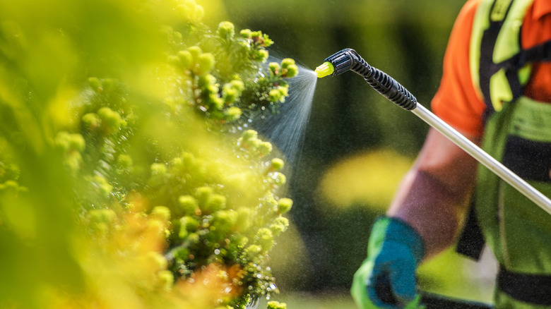 person spraying plant