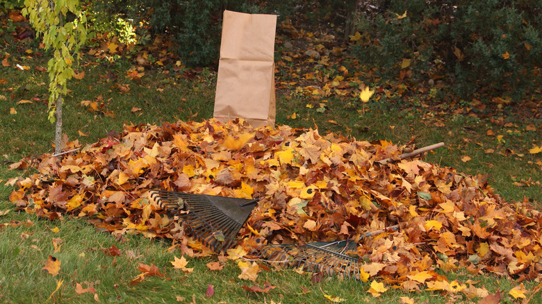 Pile of leaves and bag