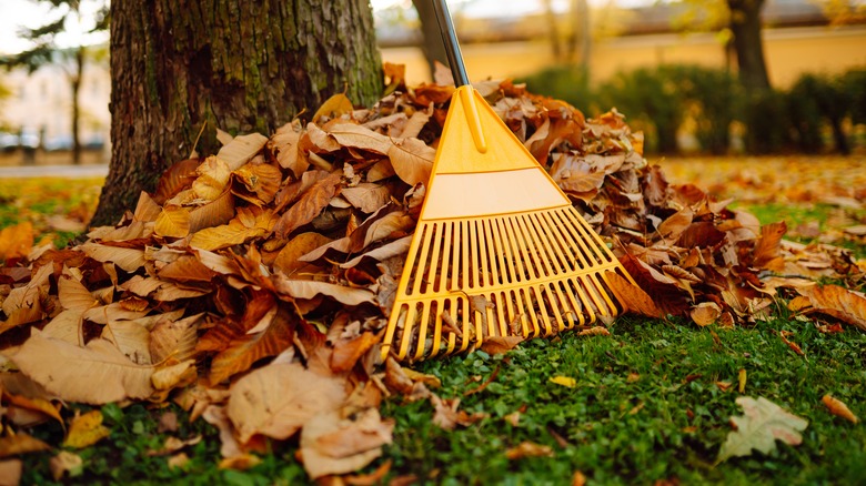 Rake and pile of leaves