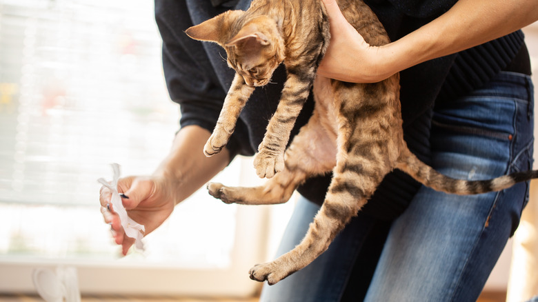 Holding cat and paper towel