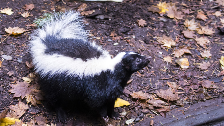 Skunk in the wild 