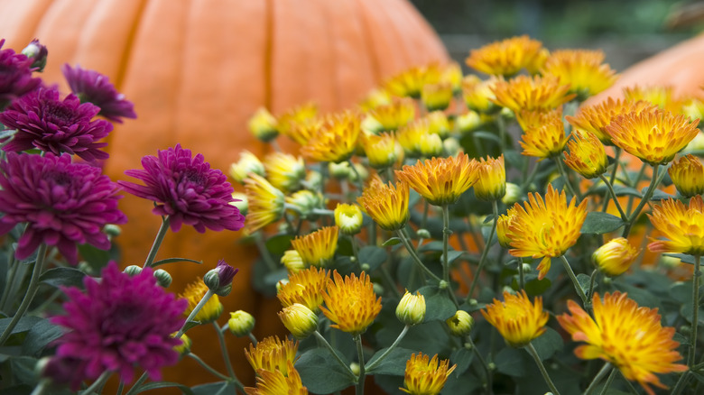Fall flowers and a pumpkin