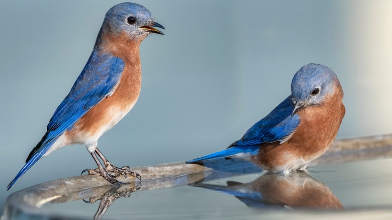 orange blue gray birds bathing