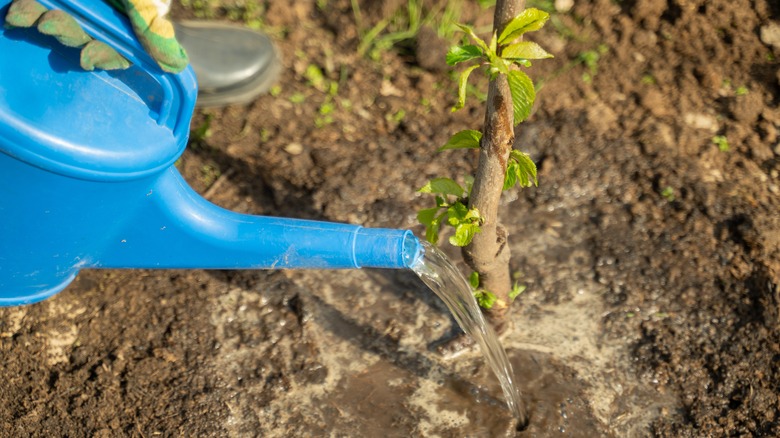 Watering fruit tree seedling with watering can