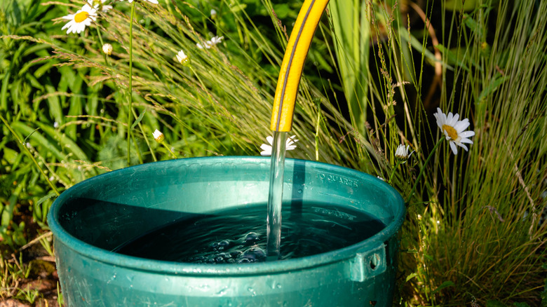 Filling 5-gallon bucket with water in garden