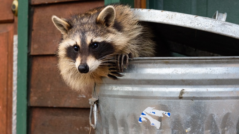 A raccoon peeking out of a metal garbage can