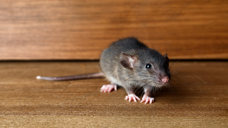 Small brown rat near wooden wall