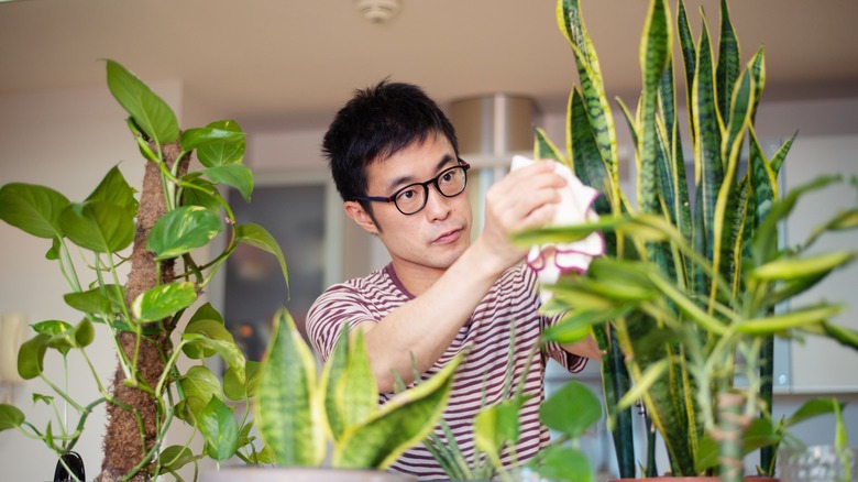 Man wiping plant leaves