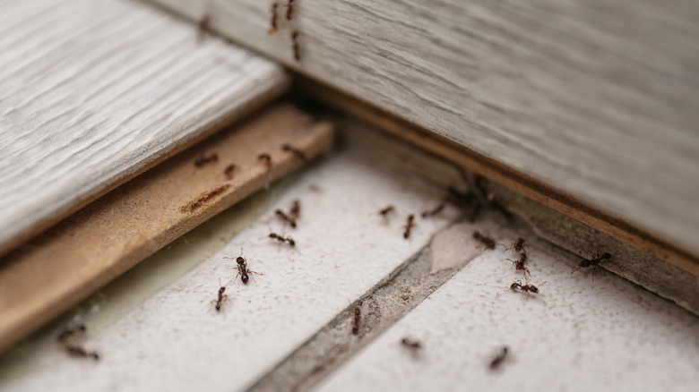 ants inside house