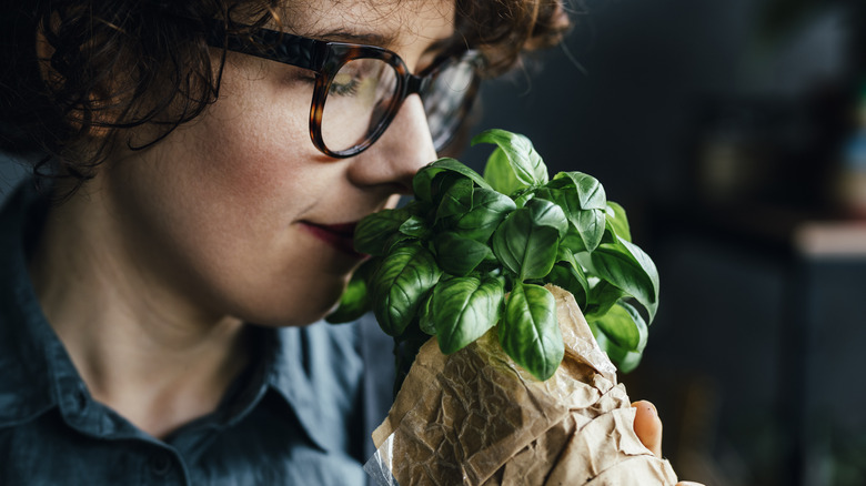 smelling basil