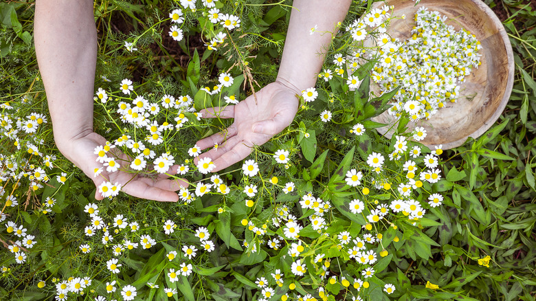 harvesting flowering chamomile