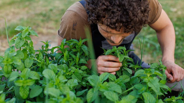 mint in the garden