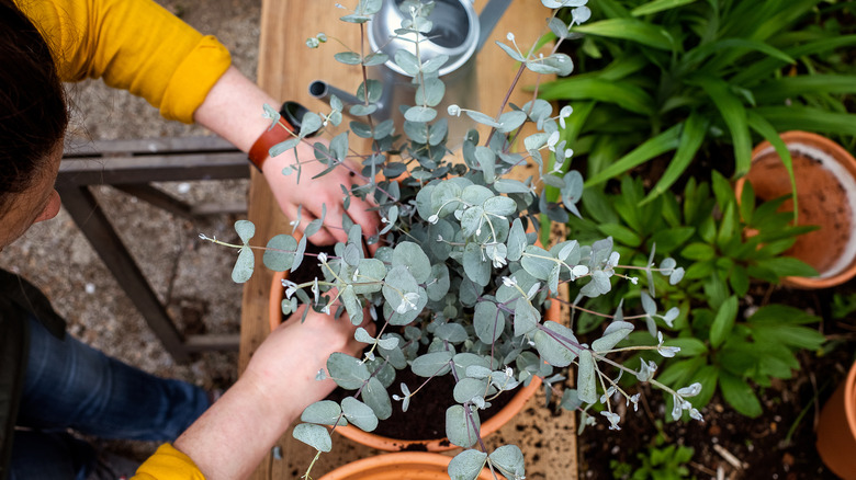 potting eucalyptus