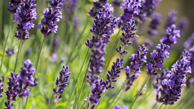 growing lavender