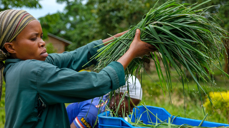 farming lemongrass