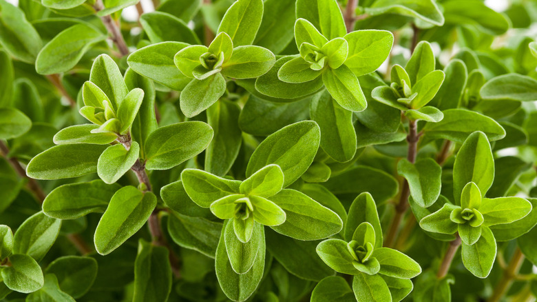 fresh marjoram