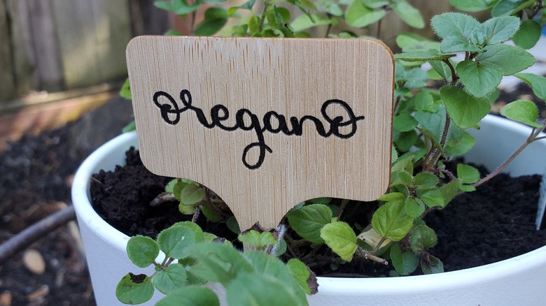 potted oregano