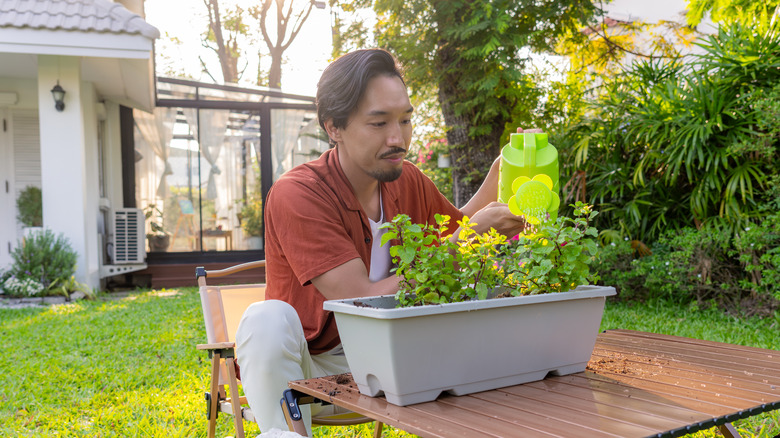 watering peppermint plants