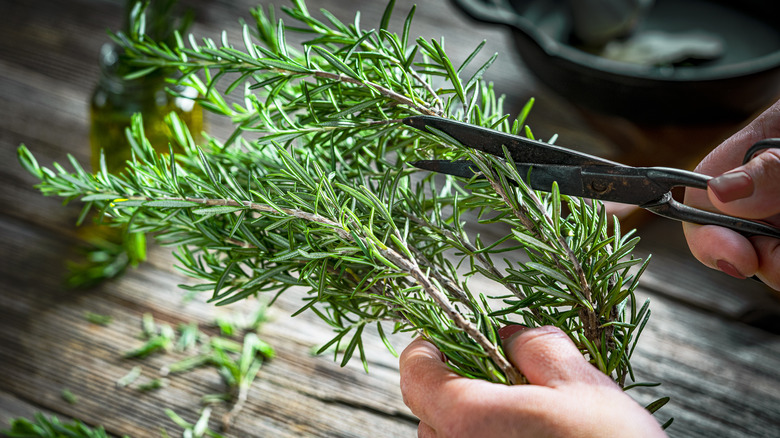 snipping rosemary