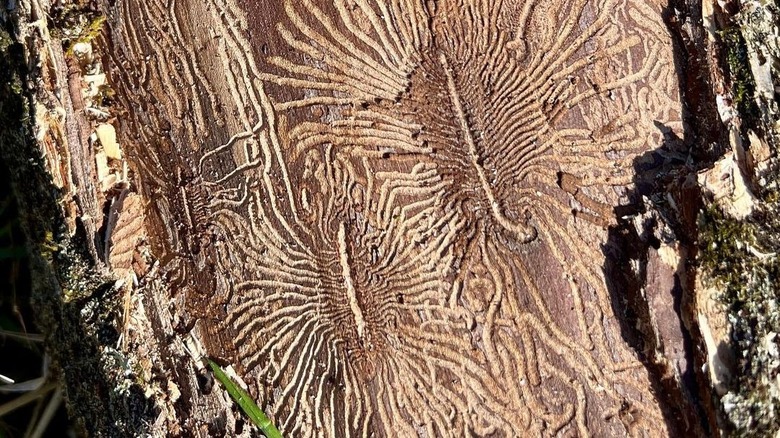 Insect galleries in elm tree