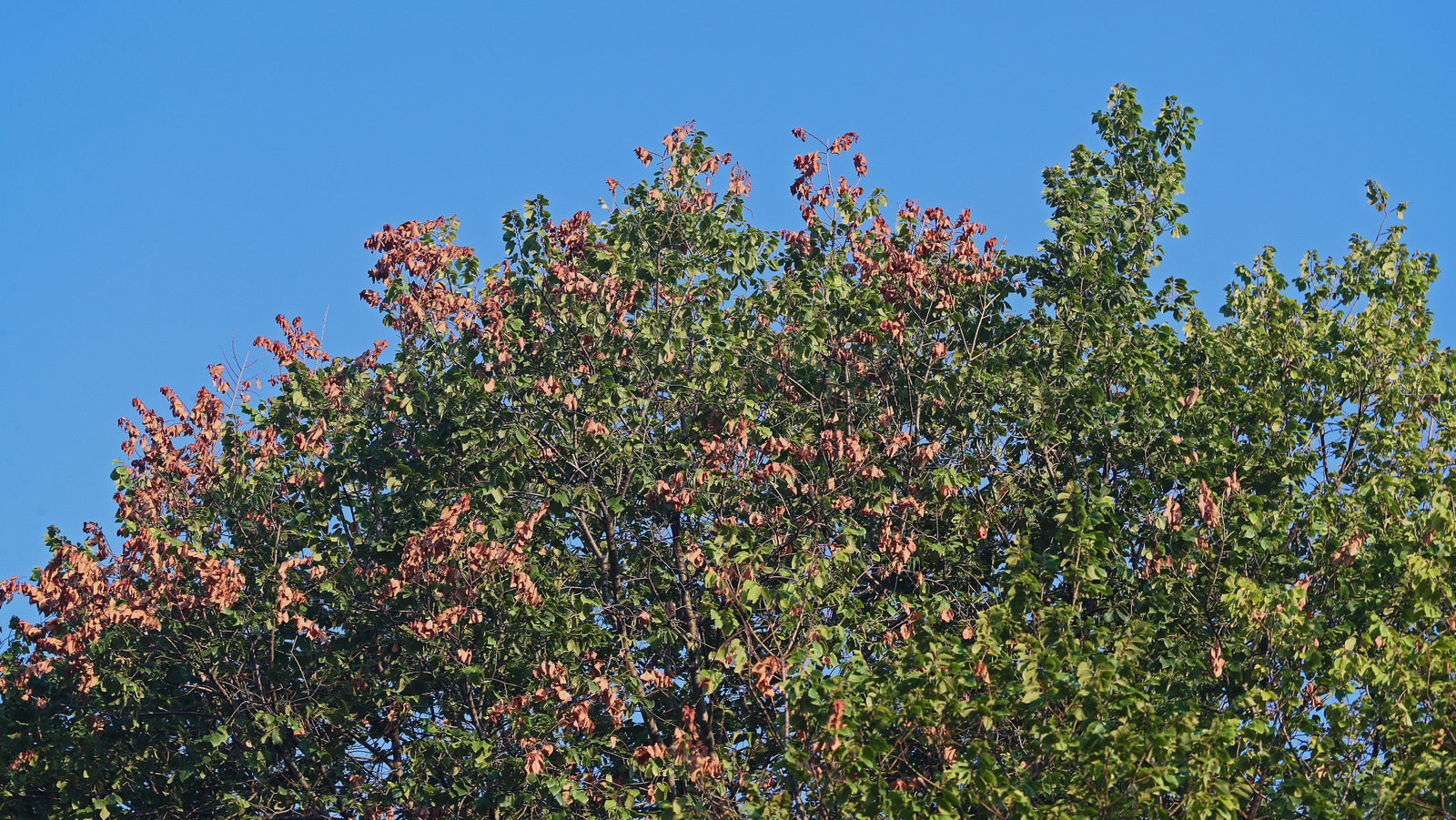 Use These Tips To Identify Dutch Elm Disease On Your Backyard Trees