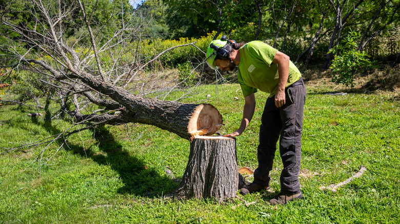 Man touching fallen tree stump
