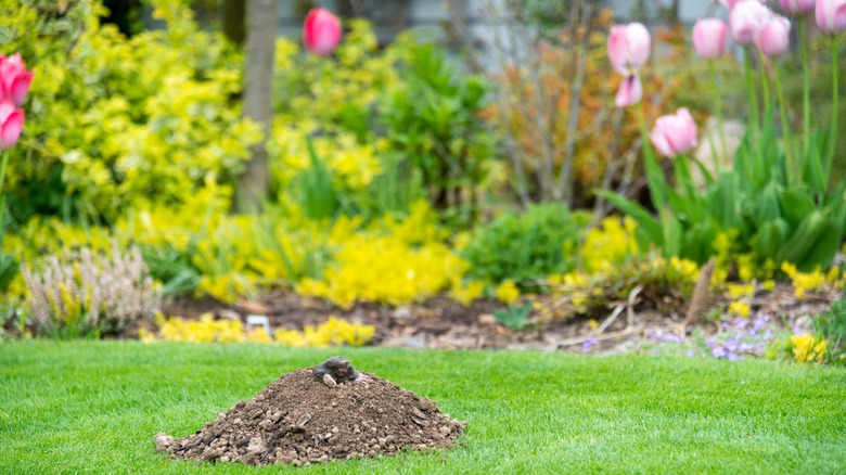 The European mole, garden pest