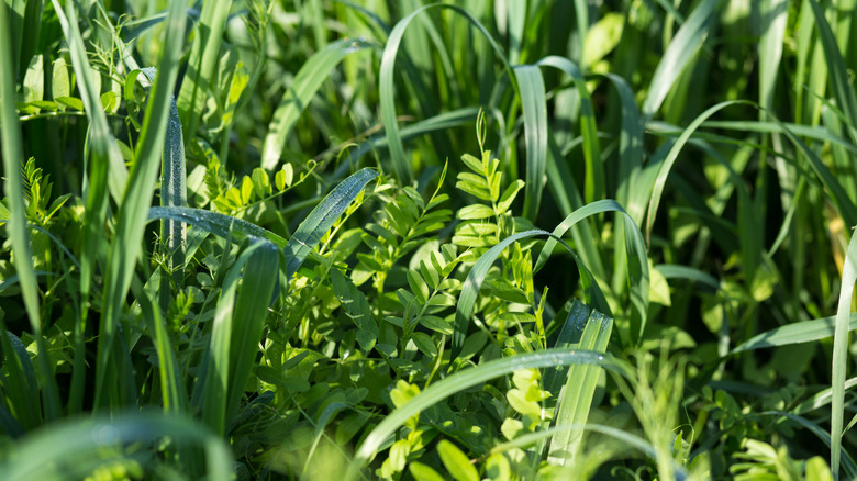 Vetch and oat cover crops