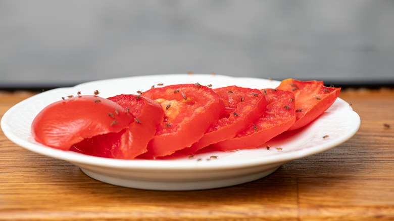 Fruit flies on tomato slices