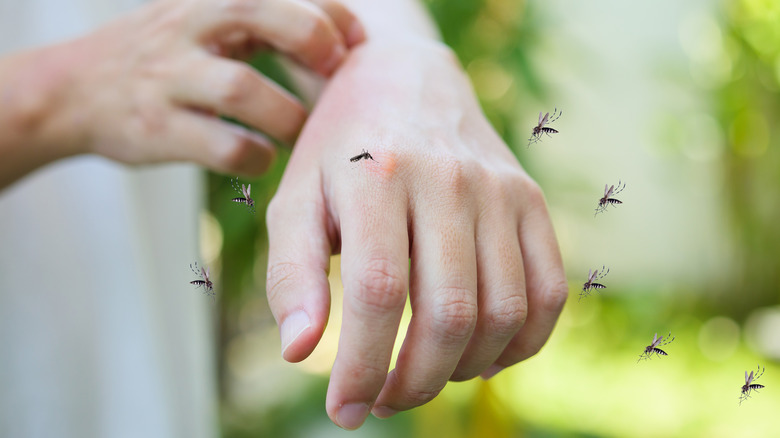 Mosquitoes around human hand