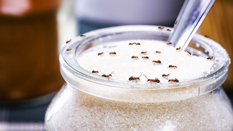 ants crawling in sugar bowl