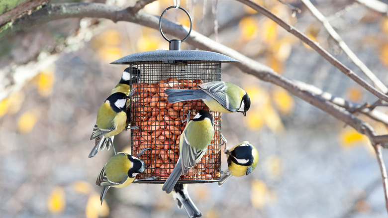 Birds at a feeder