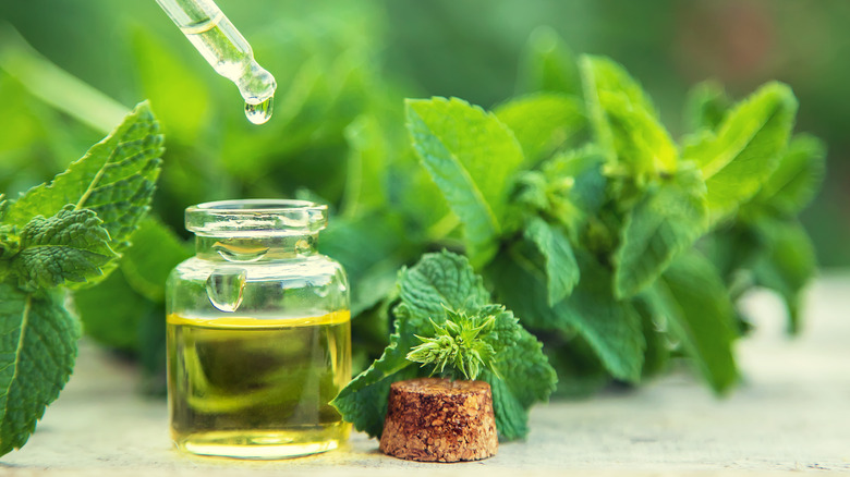 Peppermint essential oil