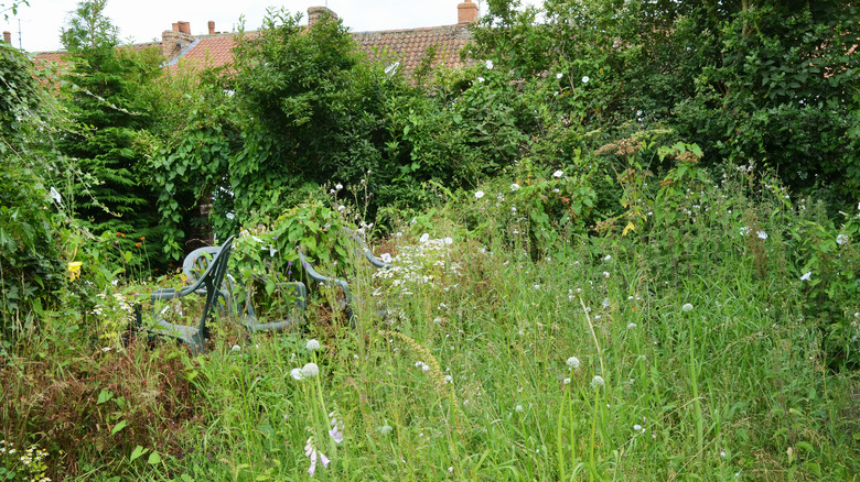 Overgrown yard 