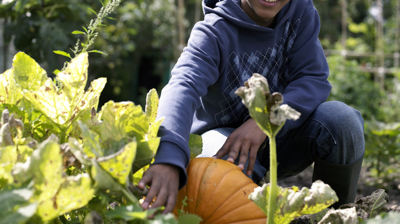 person tending to garden pumpkin