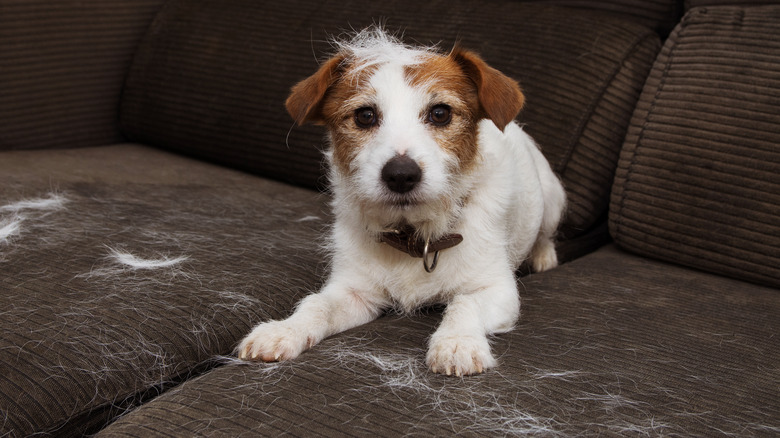 dog shedding on sofa