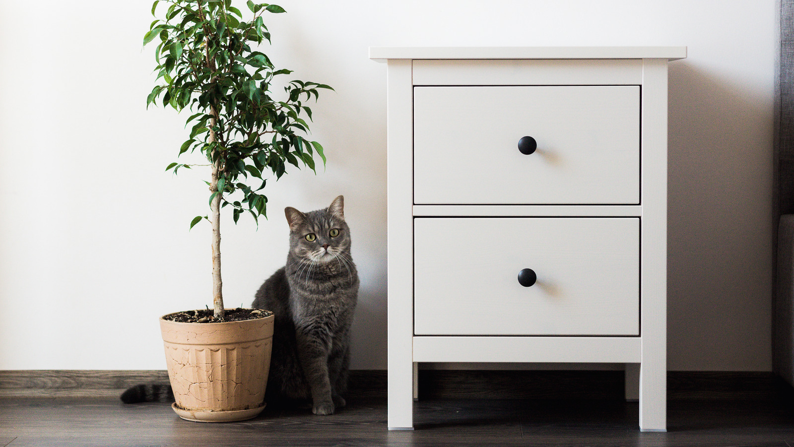 Use This IKEA Trick To DIY A Pet Bed Inside An End Table