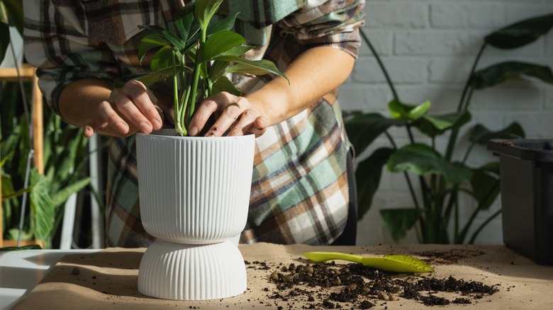 Person caring for their Dragon Tail plant