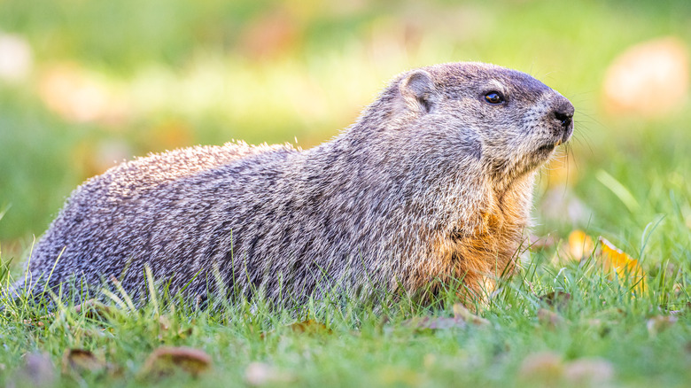 groundhog in a lawn